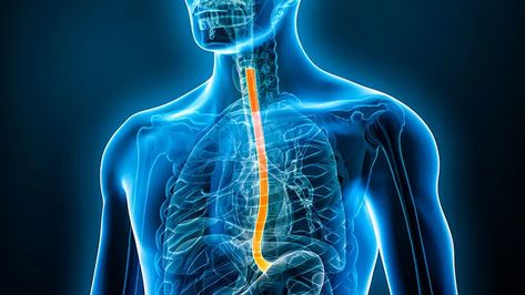 Dr David Johnson offers his tips and techniques for dysphagia, rumination, laryngopharyngeal reflux, and other esophageal conditions. General Practitioner, Reflux Disease, Allergy Friendly Recipes, White Blood Cells, Health Articles, Food Allergies, The Guardian, Disease