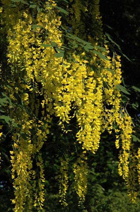 Weeping Laburnum (Laburnum x watereri 'Pendulum') at Meadows Farms Nurseries Laburnum Tree, Golden Chain Tree, Dilated Pupils, Purple Pages, Rogers Gardens, Farm Nursery, Plant Identification, Dorian Gray, Golden Chain