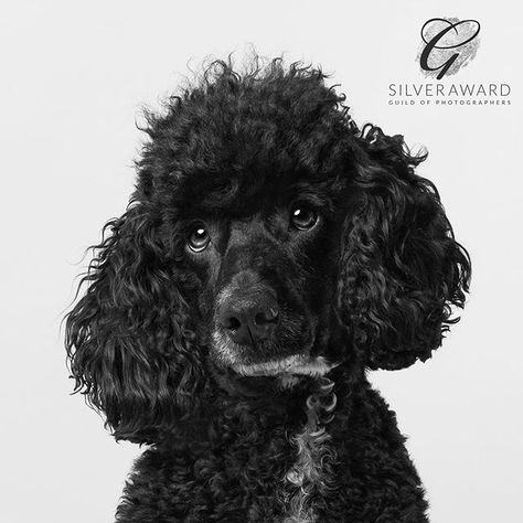 Award-winning family and dog photographer who specialises in capturing the moment for you and your family to remember. If you're looking for a photographer who is dedicated to creating beautiful, timeless images of your family or fine art portraits of your dog then click through for further details. #photography #dogphotographer #lifestylephotographer #familyportraits #wallart #fineartphotography #awardwinningphotographer #fundogpics Images Of Dogs, Poodle Drawing, Details Photography, South Devon, Dog Photograph, Beautiful Eye, Art Portraits, Fine Art Portraits, Poodle Dog