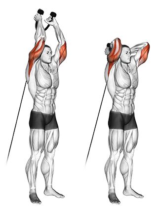 Standing Two Arm Overhead Dumbbell Triceps Extensions Cable Workout, Muscle Abdominal, Kettlebell Training, Workout Posters, Trening Fitness, Weight Training Workouts, Chest Workouts, Triceps Workout, Biceps Workout