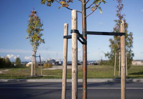 The effects of proper tree staking techniques Tree Stakes, Green Industry, Tree Support, Robotic Mowers, Height Growth, Organic Mulch, Iowa State University, Lawn Maintenance, Tree Care