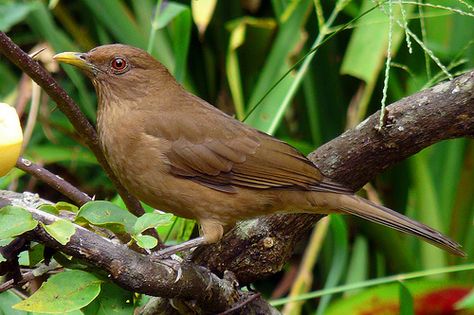 El Turdus grayi ( Turdus grayi ) es un ave de Oriente común de la familia del tordo ( Turdidae ) . Es el ave nacional de Costa Rica , donde es bien conocido como el yigüirro . Otros nombres comunes incluyen robin de color arcilla. Esta en casi todas las regiones de Costa Rica. Lo puedes encontrar en cualquier lugar . Costa Rican, Beautiful Places In The World, Best Places To Travel, Central America, International Travel, Costa Rica, The Park, Places To Travel, Travel Destinations