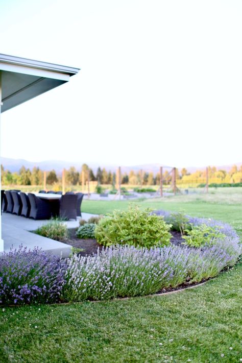 Boxwood Lavender Landscaping, Front Yard Landscaping Lavender, Terrace Border Ideas, Lavender In Landscaping Front Yards, Phenomenal Lavender Landscaping, Lavender Hedge Landscaping, Lavender Plant Front Yard, Front Yard Lavender, Lavender Driveway Border