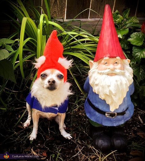 Garden Gnome Costume - Halloween Costume Contest via @costume_works Chihuahua Halloween Costumes, Garden Gnome Halloween Costume, Dog Gnomes, Garden Gnome Costume, Baby Gnome Costume, Garden Gnomes Costume, Gnome Dog, Chihuahua Costumes, Animal Circus