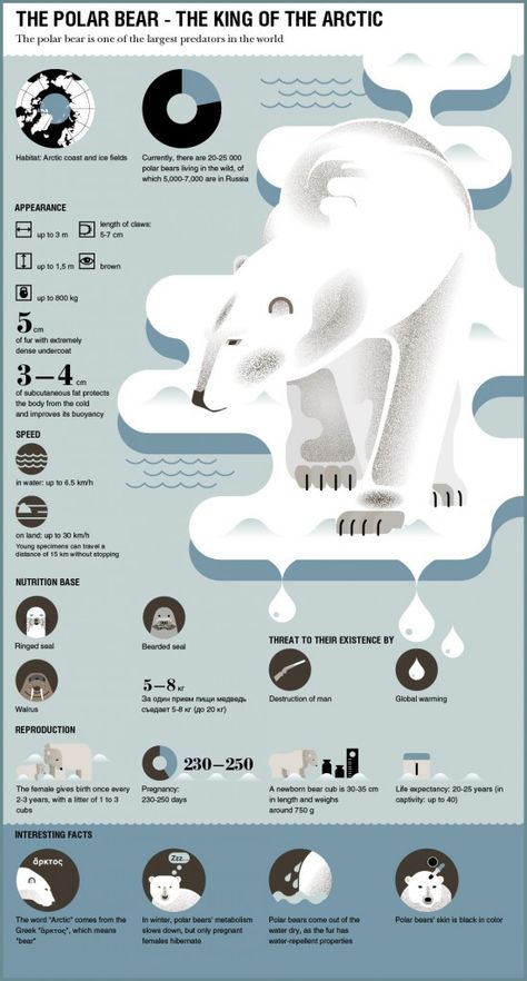 Polar Bear Infographic, Animal Infographic, Infographic Layout, Infographic Inspiration, Research Poster, Poster Design Layout, Graphic Design Infographic, Infographic Poster, Infographic Illustration