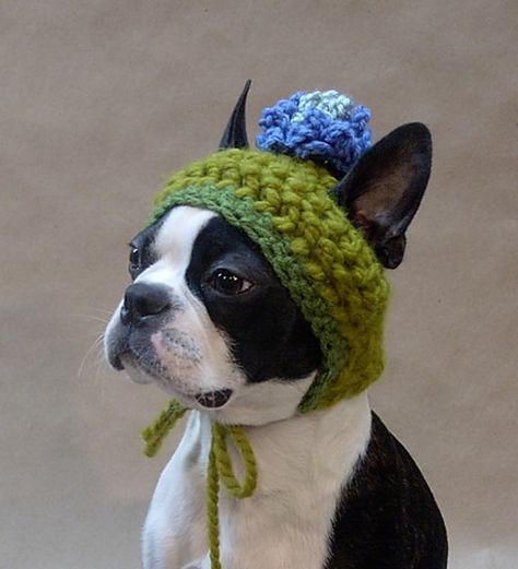 Crochet Dog Hat, Loom Knitting Projects, Crochet Storage, Slaap Lekker, Cozy Crochet, Boston Terrier Puppy, Terrier Puppies, Dog Hat, Crochet Dog