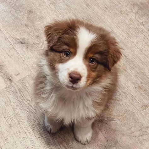 Brown Border Collie, Mini Aussie Puppy, Mini Australian Shepherd, Doodle Dogs, Puppy Costume, Very Cute Puppies, Make Your Day Better, Aussie Puppies, Border Collie Puppies