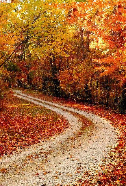 otoño ,adoro estos colores en los árboles pero no sé de donde es este camino ,lo encontré en un tablero Hello September, Winding Road, Autumn Beauty, Alam Yang Indah, Lombok, Fall Foliage, In The Fall, In The Woods, Belle Photo