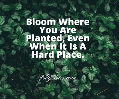 Bloom Where You Are Planted Bible Verse, Grow Where You Are Planted, Bloom Where You Are Planted Quote, Quotes About Growing, Plant Quotes, Precious Jesus, Womens Bible, Growing Quotes, Bloom Where Youre Planted