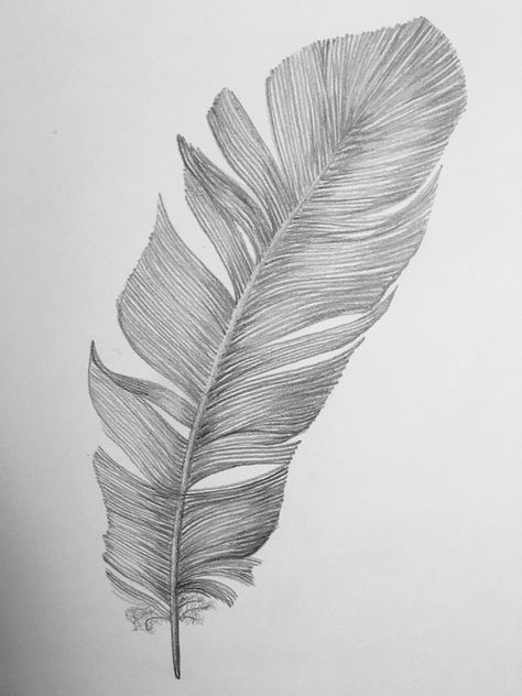 Feather pencil drawing by me Feather Art Drawing, Peacock Feather Drawing, Feather Sketch, Texture Sketch, Peacock Drawing, Pencil Drawing Images, Feather Drawing, Pencil Drawing, Feather Texture