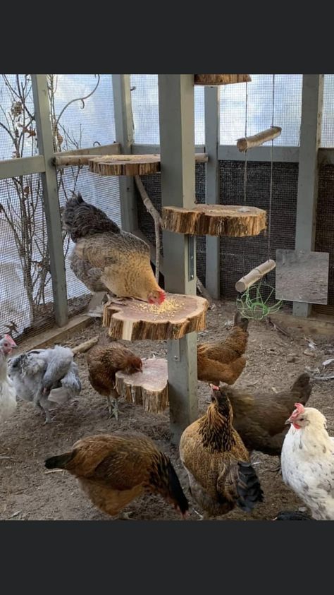 Chicken Coop Tree Perch, Roosting Tree For Chickens, Chicken Tree Perch, Roost Ideas For Chickens, Chicken Coop Fun Ideas, Chicken Coop Perch Ideas, Chicken Coop Toys Ideas, Chicken Perch Ideas, Chicken Jungle Gym