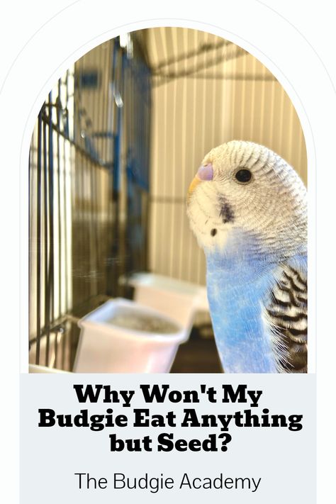 Budgie Diet, Budgie Food, Parakeet Care, Parakeet Food, Budgie Parakeet, Picky Eating, Bird Aviary, Soft Food, Parakeets