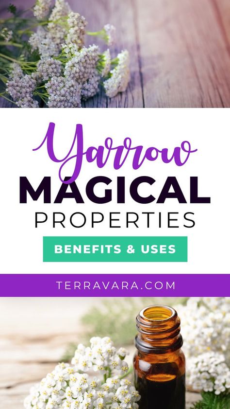 Yarrow magical properties. Yarrow Flower Benefits, Yarrow Plant Benefits, Yarrow Magical Properties, Yarrow Benefits, Witch Plants, Damiana Tea, Earth Warrior, Witches Garden, Yarrow Plant