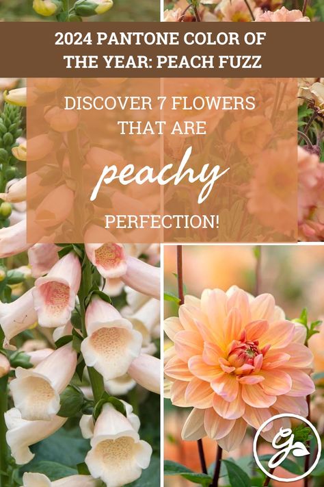 The global authority on color has spoken, and 'Peach Fuzz' is the shade we'll all be seeking out in the coming year. Find out why this gorgeous pinky orange deserves a place in your garden, and be inspired by our top flower picks. Flower Pallete Color, Peach Flowers Garden, Peach And Green Flowers, Peach Fuzz Paint Color, Peach Perennial Flowers, Peach Colored Flowers, Peach Landscape, Peach Color Flowers, Light Peach Flowers