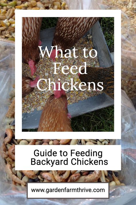 New to raising chickens? What should you feed chickens? What to feed backyard chickens. Learn what is safe to feed your chickens. How to feed them and what's not safe to feed chickens. What Can Chickens Eat, Meal Worms Raising, What To Feed Chickens, Feed Chickens, Food For Chickens, Feeding Chickens, Chicken Diet, Feeding Goats, Types Of Chickens