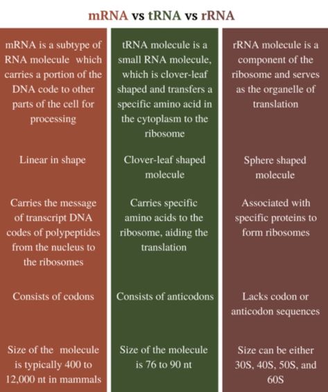 Types of RNA https://biologymam.com/dna-and-rna-structure-and-function/#Types_of_RNA Rna Structure, Neet Biology, Biology Lessons, Science Notes, Structure And Function, Medical Studies, Studying Inspo, Biology, Medical