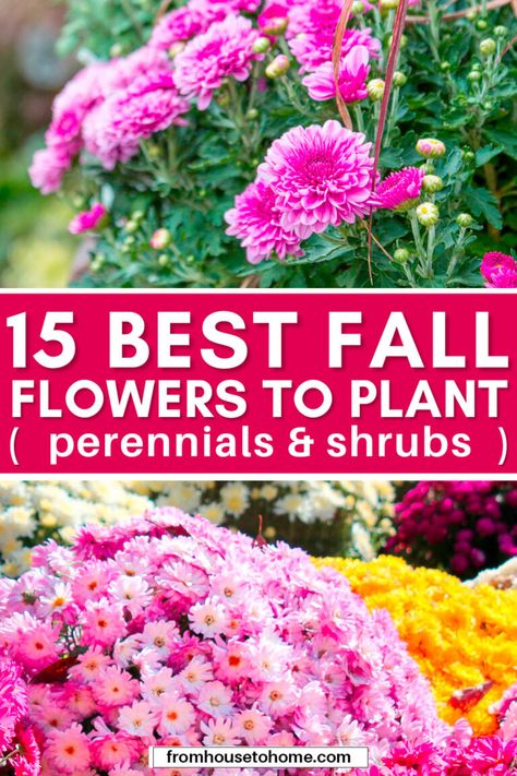 Ideas for perennials and shrubs to grow in autumn that will give your yard or garden landscape beautiful fall flowers. Flowers That Bloom In Fall, Plants For Full Sun, Plants For Fall, Full Sun Garden, Blooming Perennials, Fall Landscaping, Fall Perennials, Garden Perennials, Fall Planting