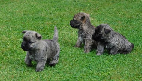 Wheaten Terrier Puppy, Cairn Terrier Puppies, Cutie Cat, Beautiful Puppies, Every Dog Breed, Dogs Stuff, Skye Terrier, Dachshund Puppy Miniature, Cairn Terriers