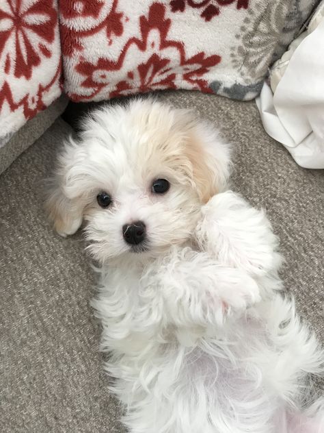 Tiny White Dog, Maltipoo Puppy White, White Small Dog, White Maltipoo, Cute White Dog, Cute White Puppies, White Maltese, Cute Maltese, Cute White Dogs