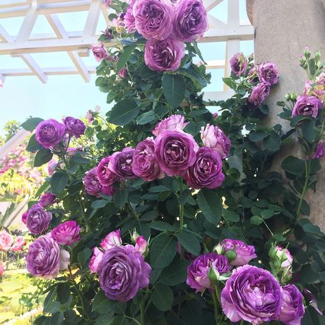 Climbing Roses for Sale | FastGrowingTrees.com Lavender Crush Climbing Rose, Gentleman's Study, Flowering Plum Tree, Laurel Shrub, Dragon Fruit Cactus, Flowering Pear Tree, Holly Shrub, Guava Tree, Arborvitae Tree