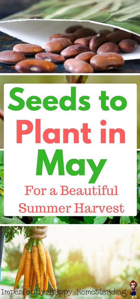 Seeds to Plant in May for a Beautiful Summer Harvest -  Zones 3 - 10. Your garden will be bursting with life. Vegetable Garden For Beginners, Summer Harvest, Growing Veggies, Organic Vegetable Garden, Beautiful Fruits, Home Vegetable Garden, Organic Gardening Tips, Organic Vegetables, Veggie Garden