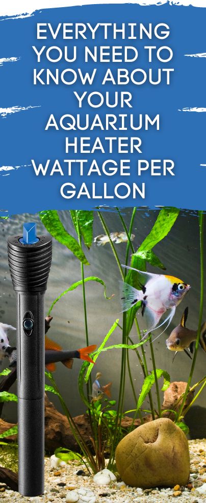 If you are a tropical fish hobbyist, heating your tank will be a crucial element in keeping your system thriving. This is why we compiled this article with all the information you need to know about aquarium heaters and their wattage per gallon! 20 Gallon Long Aquarium Ideas, 20 Gallon Long Aquarium, 55 Gallon Tank, Sump Tank, Cool Fish Tanks, Aquarium Heater, Betta Tank, Fish Care, Fish Tanks