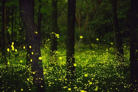 12 Best Places to see Synchronous Fireflies in the World | Firefly Festivals Firefly Festival, Allegheny National Forest, Blue Springs State Park, Congaree National Park, Firefly Lights, Beautiful Sites, Smoky Mountain National Park, Show Lights, The Monks