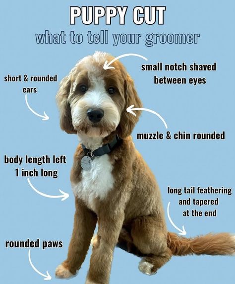 Labradoodle Haircut Style, Labradoodle Haircut, Labradoodle Grooming, Goldendoodle Haircuts, Goldendoodle Grooming, Puppy Haircut, Meds For Dogs, Maltipoo Dog, Puppy Grooming