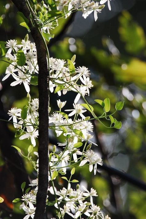 Clematis ternifolia - Wikipedia Clematis Paniculata, Clematis, Botany, Vines, Grapes, Plants