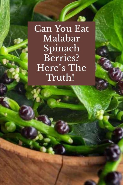 Malabar Spinach, Homestead Kitchen, Natural Food Coloring, Berries Recipes, Taste Made, Veg Garden, Spinach Recipes, Healthy Food Options, Spinach Leaves