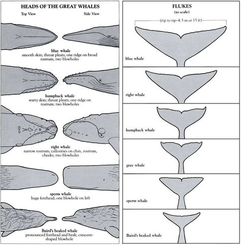 Whale quick identification sheet! Great Whale, Whale Drawing, Gray Whale, Sperm Whale, Whale Art, Marine Mammals, Marine Biology, Animal Facts, Humpback Whale