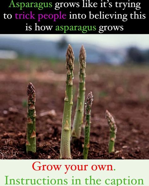 Avellino Farms How To Plant Asparagus, Plant Asparagus, Asparagus Garden, Garden Diy Hacks, Asparagus Seeds, Shade Loving Flowers, Oregano Plant, Garden Planters Diy, Carrot Gardening