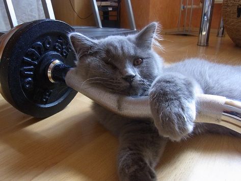 Cat Gym, Cat Lead, Cat Exercise, Toilet Training, Cat Books, Cat Training, Cat Behavior, Domestic Cat, Cat Health