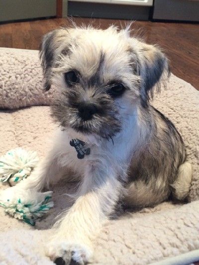 Schnug: Mini Schnauzer & Pug Pug Mixed Breeds, Schnauzer Mix, Yorkie Mix, Pug Mix, Dog Info, Mini Schnauzer, Cute Pugs, Baby Puppies, Pet Life