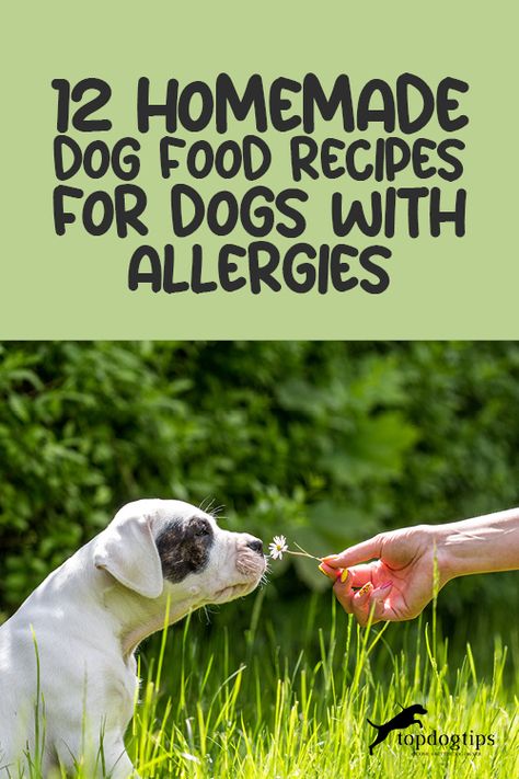 Food For Dogs With Allergies, Homemade Food For Dogs, Homemade Dog Food Vet Approved, Food For Chickens, Dogs With Allergies, Cook Dog Food, Dog Food Allergies, Hypoallergenic Dog Food, Food For Dogs