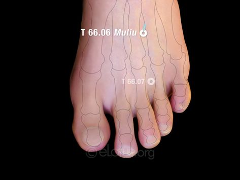 Muliu (T 66.06) | Master Tung's Acupuncture | eLotus CORE Acupuncture Point, Ear Anatomy, Acupuncture Points, Integrative Medicine, Certificate Programs, Acupressure, Continuing Education, Acupuncture, The Master