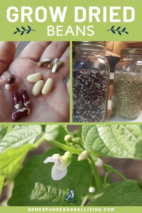 Grow Lentils, Grow Beans, Backyard Bohemian, Gardening Knowledge, Growing Beans, Crop Ideas, Herb Containers, Dry Beans, Food Security