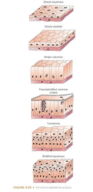 The various epithelial tissue types. Cell Junction, Epithelial Tissue, Serous Membrane, Cardiac Muscle Cell, Stratified Squamous Epithelium, Loose Connective Tissue, Exocrine Gland, Biology Diagrams, Upsc Notes