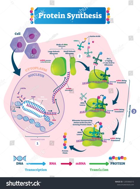 Protein synthesis vector illustration. Labeled transcription and translation steps diagram with full cycle explanation. How body creates protein chain from cytoplasm. #Ad , #sponsored, #transcription#Labeled#steps#translation Protein Biology, Cell Biology Notes, Dna Transcription, Biochemistry Notes, Transcription And Translation, Study Biology, Biology Classroom, Biology Facts, Biology Lessons