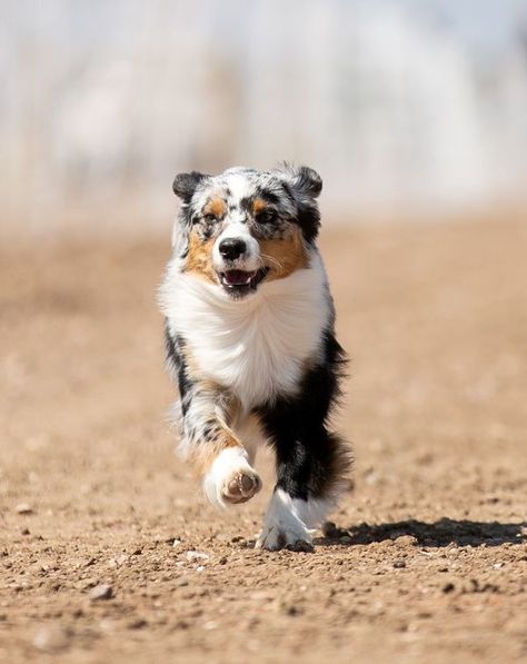 74 Ranch Mini American Shepherds Mini Aussie Shepherd, Ranch Dogs, Artistic Poses, Mini Aussie Puppy, Mini Aussies, Miniature American Shepherd, American Shepherd, Aussie Shepherd, Aussie Puppies