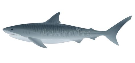 Tiger Shark. Vector illustration of Tiger Shark, saltwater fish. Full compatible #Sponsored , #sponsored, #Ad, #Shark, #illustration, #Full, #Vector Shark Illustration, Saltwater Fish, Tiger Shark, Stock Vector, Vector Illustration, Stock Images, Fish, Van, Animals