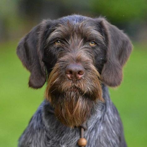 German Pointer Wirehaired, Gwp Dog, German Shorthaired Pointer Puppies, Gsp Dogs, Gsp Puppies, German Shorthaired Pointer Dog, Pointer Puppies, German Wirehaired Pointer, Bird Dog