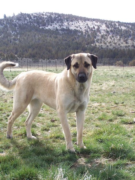 "Lost Armadillo Ranch Anatolian Shepherd dogs" Anatolian Shepherd Aesthetic, Ranch Dogs Breeds, Anatolian Shepherd Great Pyrenees, Kangal Dog Aesthetic, Kangal Shepherd Dog, Dog Fostering, Farm Dogs Breeds, Kangal Shepherd, Ranch Dogs