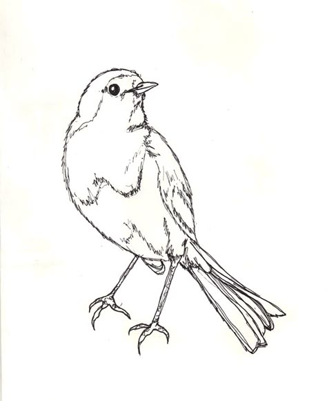 Robin Bird Sketch, Easy Robin Drawing, Robin Line Drawing, Robin Outline, Robin Bird Drawing, Robin Sketch, Flying Bird Drawing, Robin Drawing, Robin Tattoo