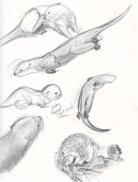 Life Drawing - Otters 2 by KicsterAsh on DeviantArt Tattoos Octopus, Xoil Tattoos, Animal Drawing Inspiration, Coolest Tattoo, Cute Turtle Drawings, Otter Tattoo, Otter Drawing, Mountain Tattoos, Tattoos Forearm