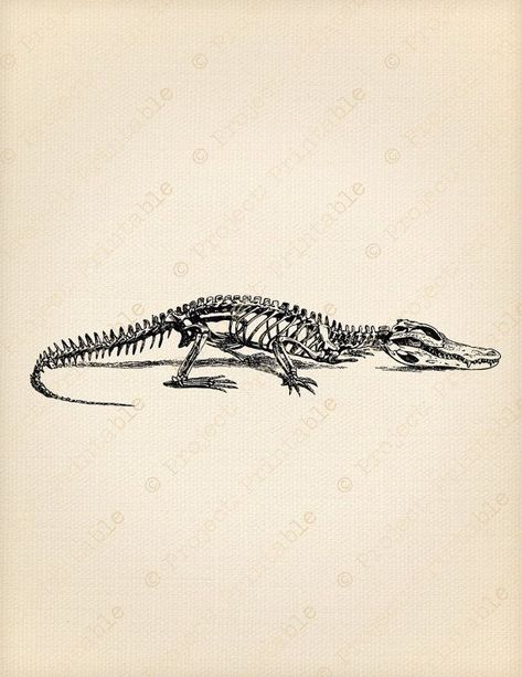 Crocodile Skeleton, Anatomical Illustration, Alligator Tattoo, Crocodile Tattoo, Alligators Art, Abstract Tattoo Ideas, Petit Tattoo, Skeleton Drawings, Animal Skeletons