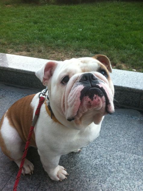 Brown And White Bulldog, Bull Dogs English, English Bulldog Full Grown, White Bulldog, English Dogs, Cute Bulldog Puppies, Bulldog Francese, Bulldog Funny, Cute Bulldogs