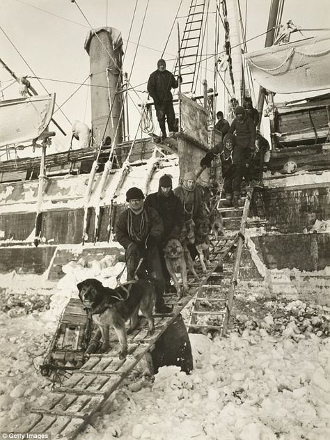 Pictured: Dogs leaving the 'Endurance' for training during the Imperial Trans-Antarctic Expedition, 1914-17, led by Ernest Shackleton. Shackleton himself watches from the deck of the ship Arctic Explorer Aesthetic, Peter Freuchen, Arctic Photography, Shackleton Endurance, Shackleton Expedition, Arctic Exploration, Polar Expedition, Ernest Shackleton, Arctic Explorers