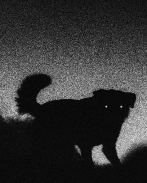 Echoes from the darkness Dark Dog Aesthetic, Clan Gangrel, Primal Rage, Dark Animals, Scary Dog, Dog Poetry, Maned Wolf, Creepypasta Oc, Angry Dog