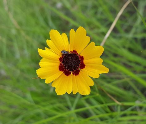 The plains coreopsis is a Kansas wildflower that is part of the sunflower family. Types Of Wildflowers, Wildwood Flower, Golden Afternoon, Wildflower Photo, Making Plant Pots, Easy Plants To Grow, Wildflower Garden, Blooming Plants, Hardy Perennials